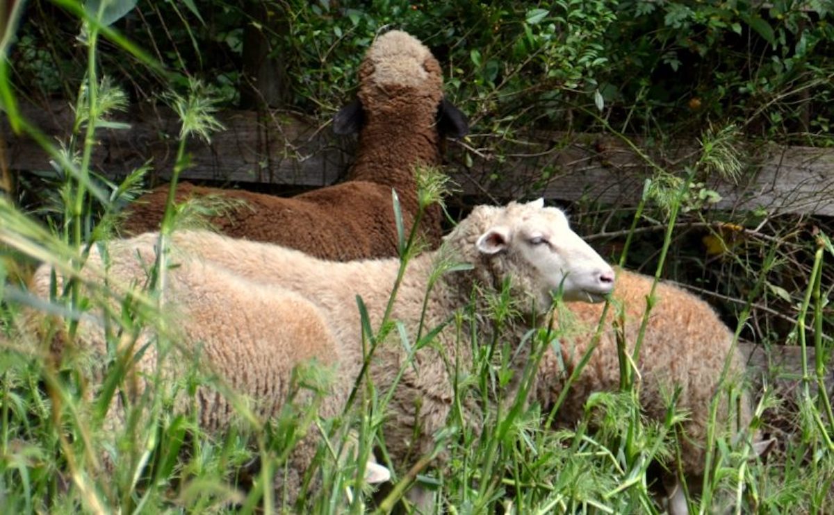 What to Feed Sheep for Prime Wool Production - Countryside, image size:1200x742